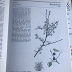 The Illustrated Book Of Trees & Shrubs