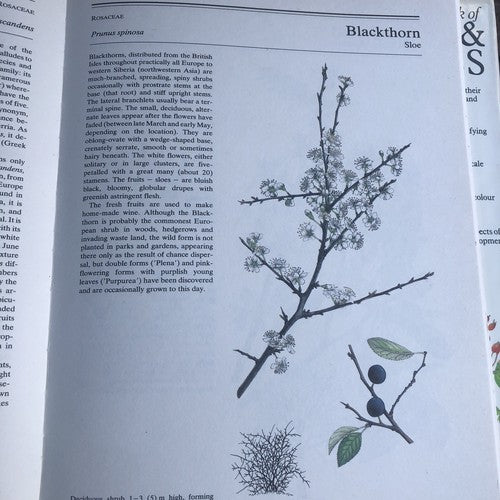 The Illustrated Book Of Trees & Shrubs