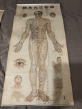 Acupuncture Set Of Three Vintage Wall Charts