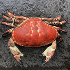 Crab Cast Iron Hinged Lid Trinket Box Large