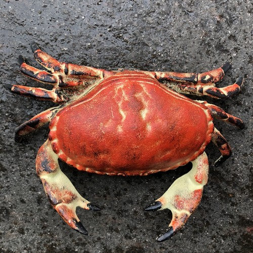 Crab Cast Iron Hinged Lid Trinket Box Large