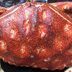 Crab Cast Iron Hinged Lid Trinket Box