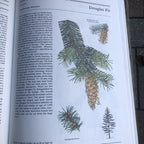 The Illustrated Book Of Trees & Shrubs