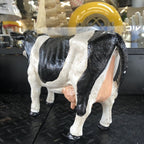 Cow Solid Cast Iron Heavy
