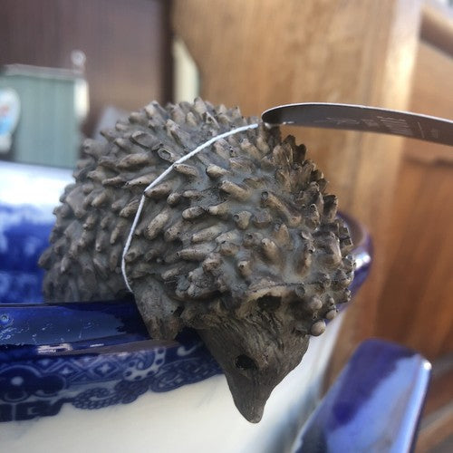 Hedgehog Plant Hanger