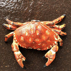 Crab Cast Iron Hinged Lid Trinket Box