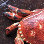 Crab Cast Iron Hinged Lid Trinket Box