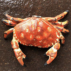 Crab Cast Iron Hinged Lid Trinket Box