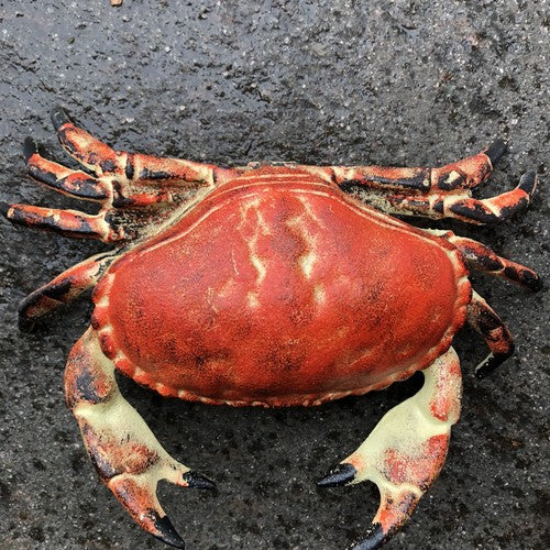 Crab Cast Iron Hinged Lid Trinket Box Large