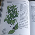 The Illustrated Book Of Trees & Shrubs