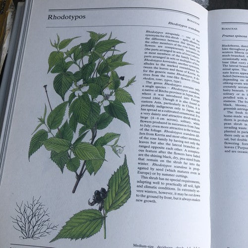 The Illustrated Book Of Trees & Shrubs