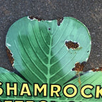 Shamrock Petrol Company LTD Enamel