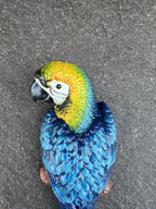Parrot Wall Mounted Cast Iron 